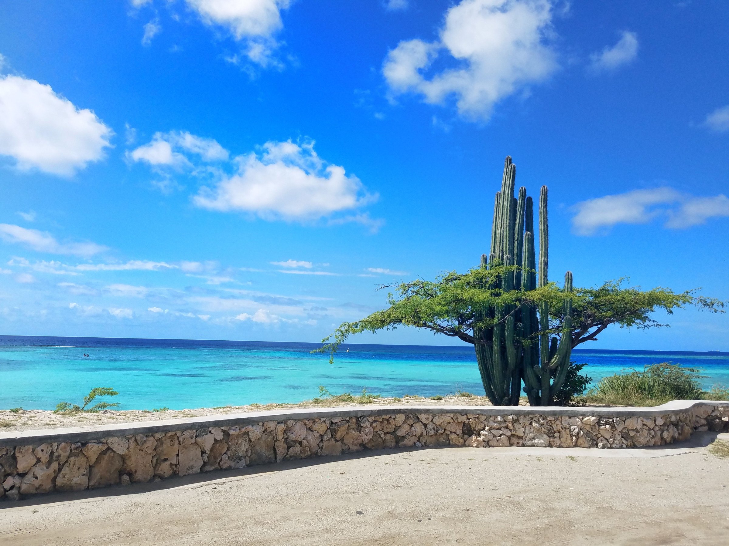 Kadushi cactus and divi tree on the turquoise west coast of Bonaire